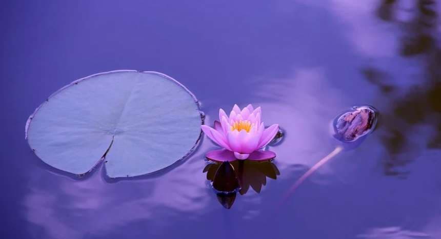 Flor de loto, representa paz y espiritualidad
