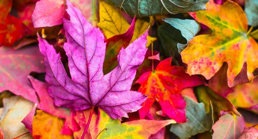 Los colores en el medioambiente y en nuestro ánimo